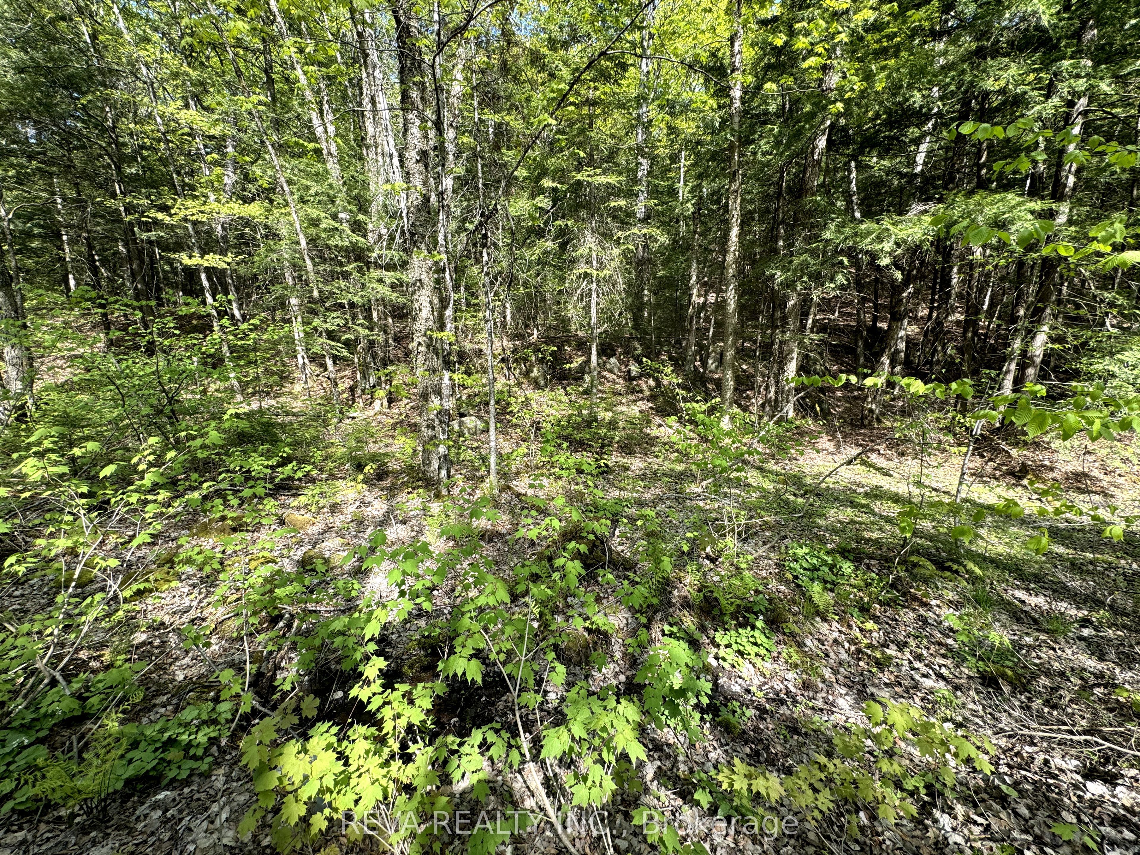 0 Salmon Trout Lake Road Property Photo 4
