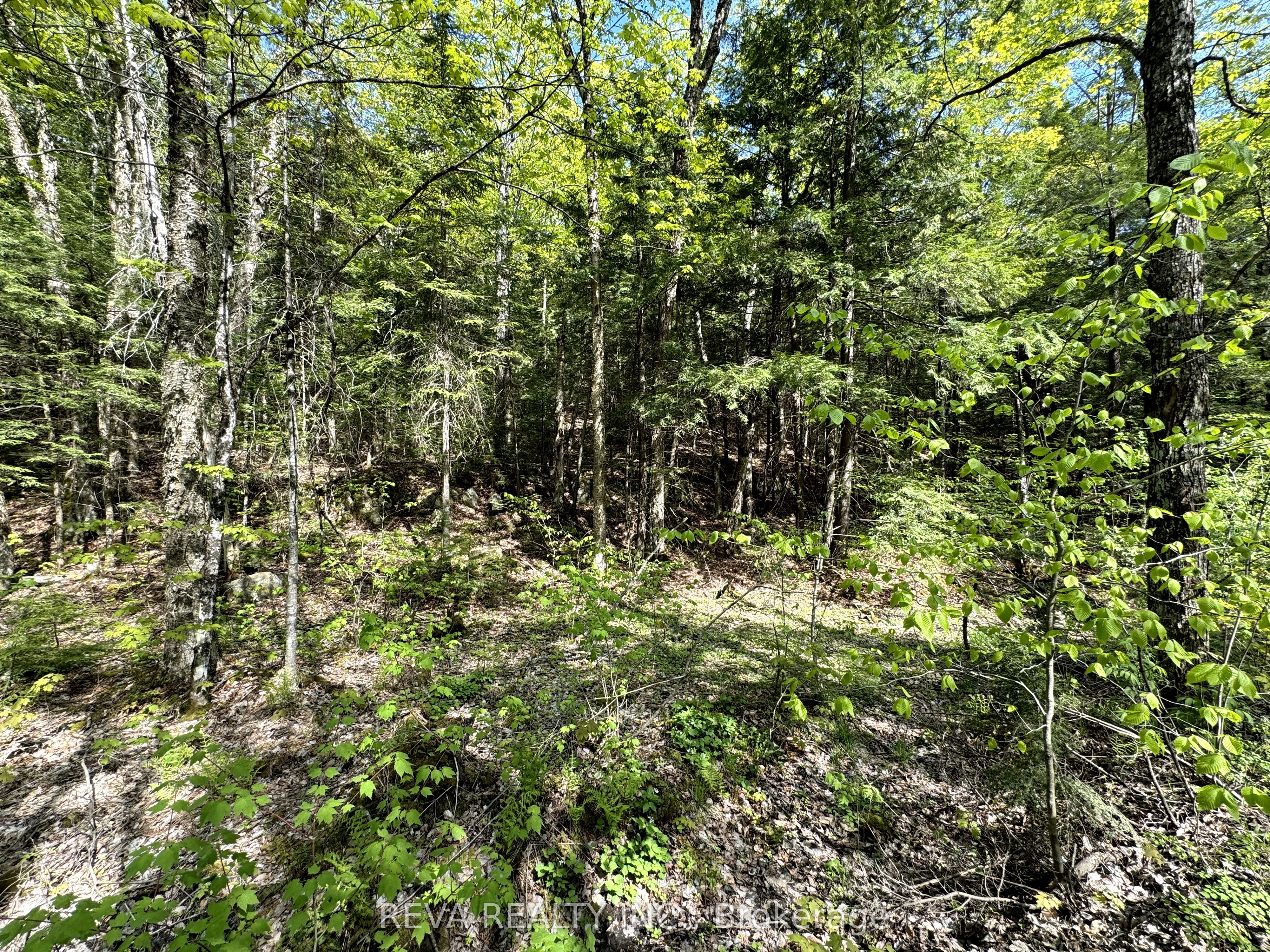 0 Salmon Trout Lake Road Property Photo 6