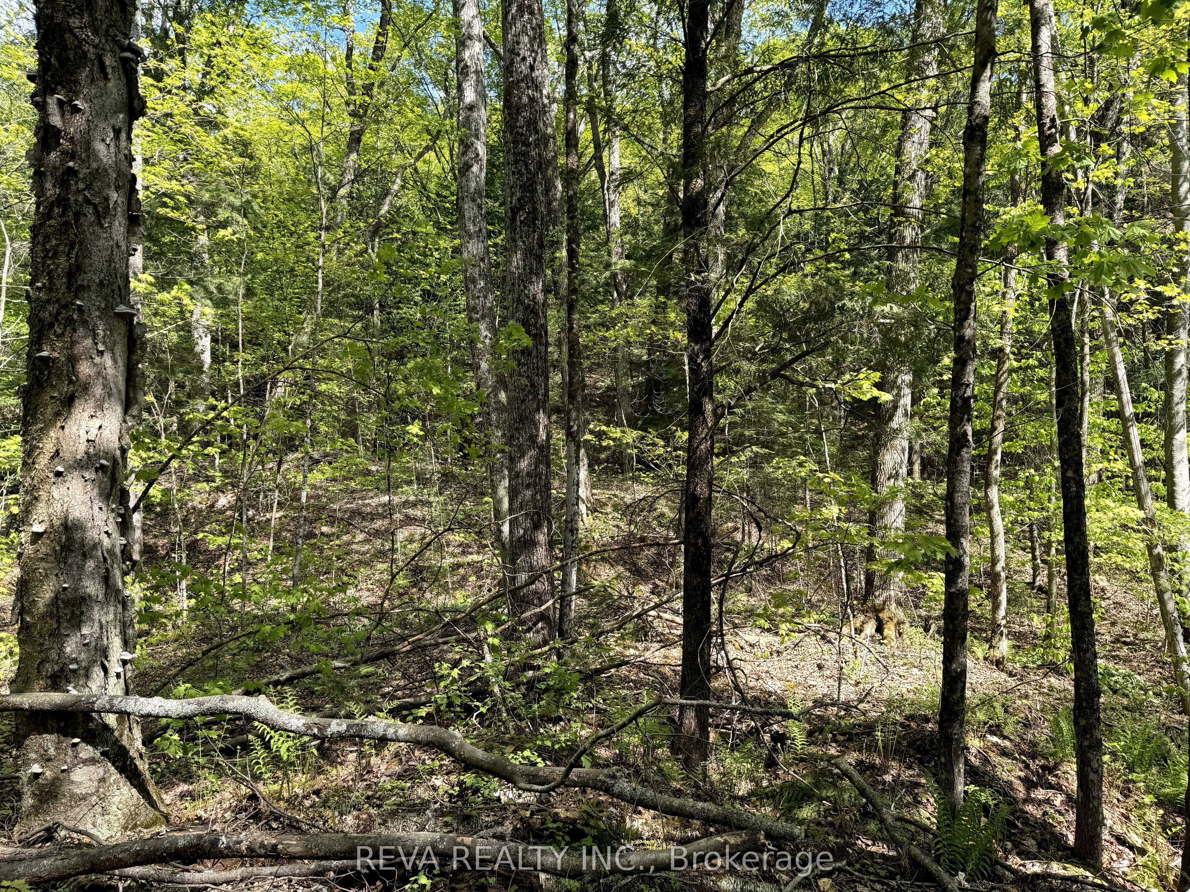 0 Salmon Trout Lake Road Property Photo 7