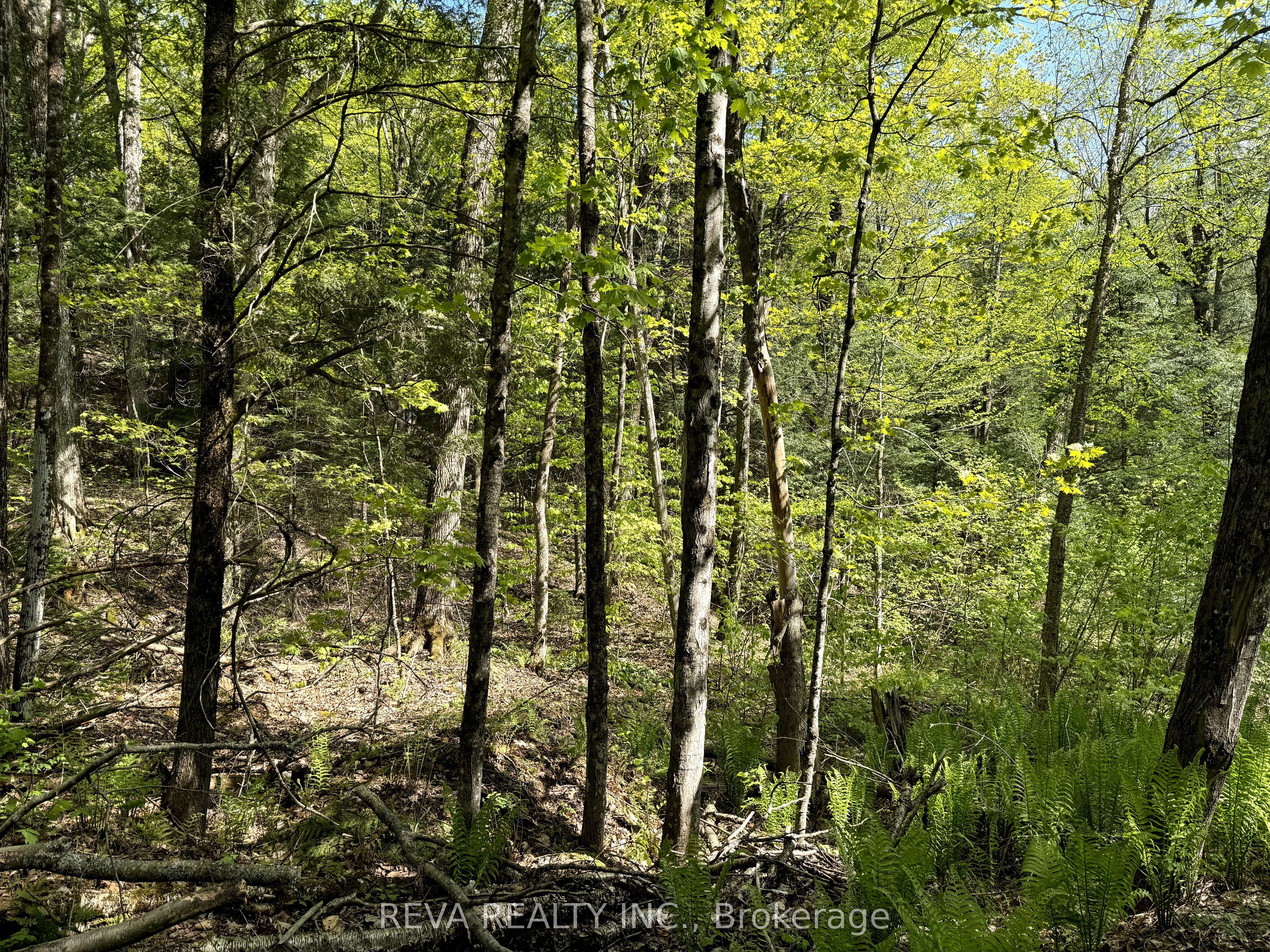 0 Salmon Trout Lake Road Property Photo 8