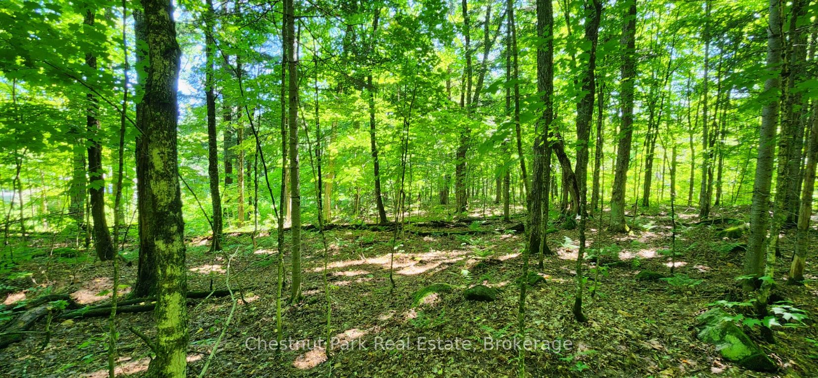 0 Skyline Drive Property Photo 1