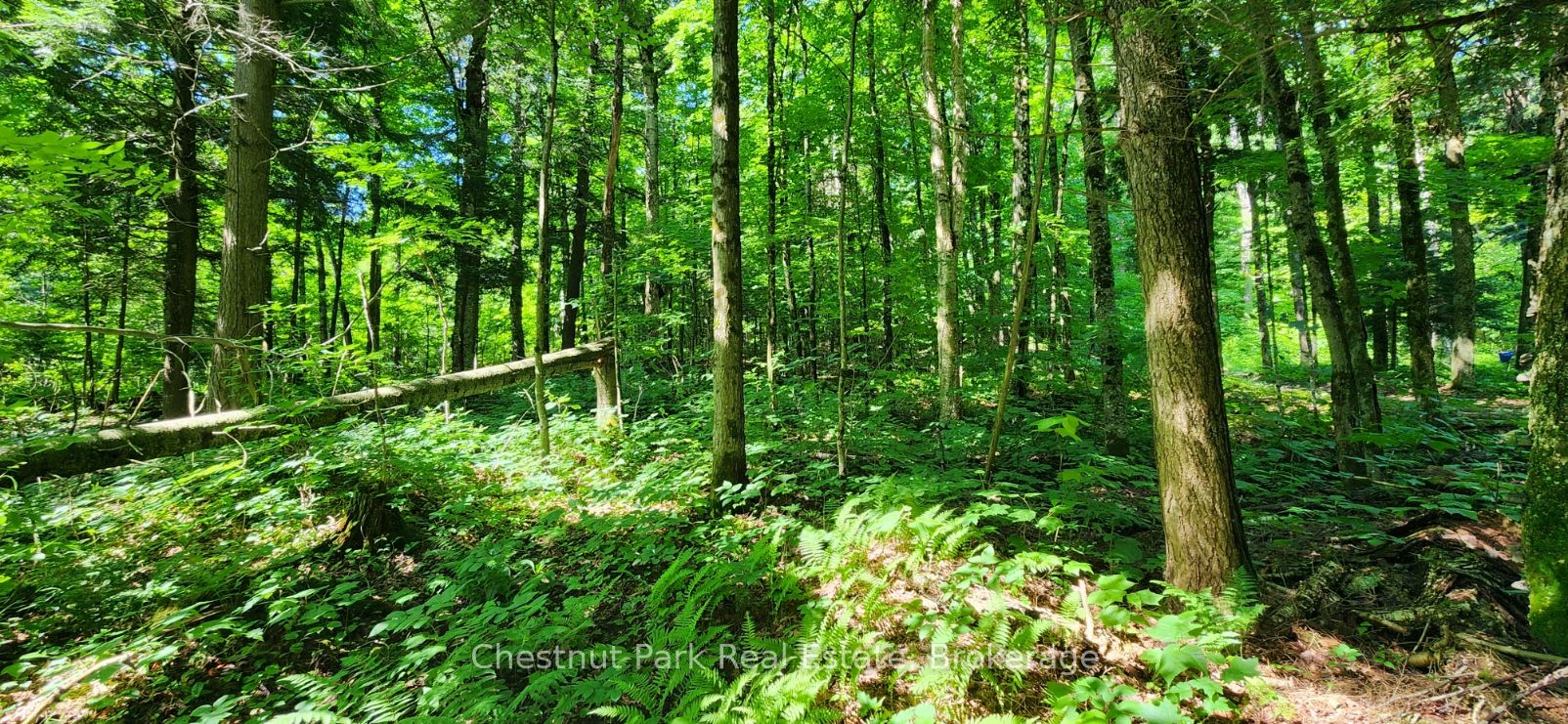 0 Skyline Drive Property Photo 5