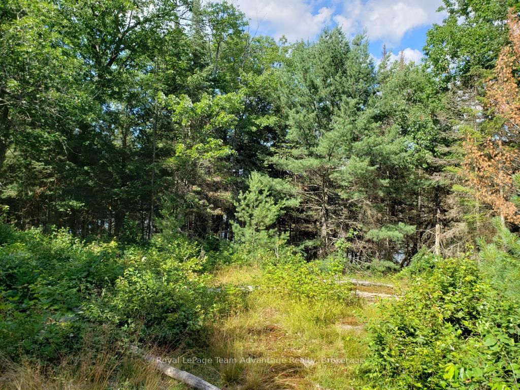 0 Unopened Road Allowance Road Property Photo 3