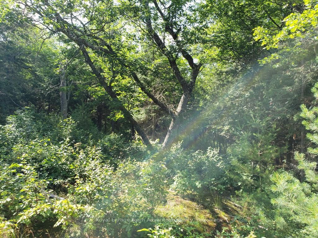 0 Unopened Road Allowance Road Property Photo 5