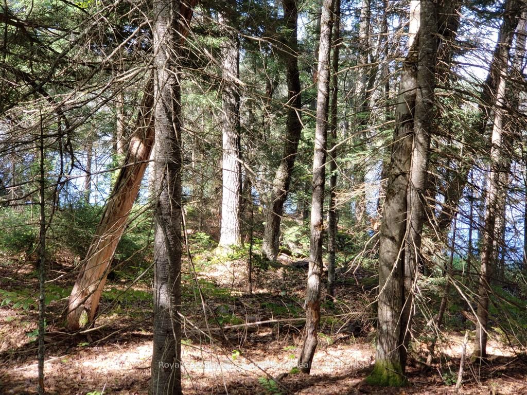 0 Unopened Road Allowance Road Property Photo 6