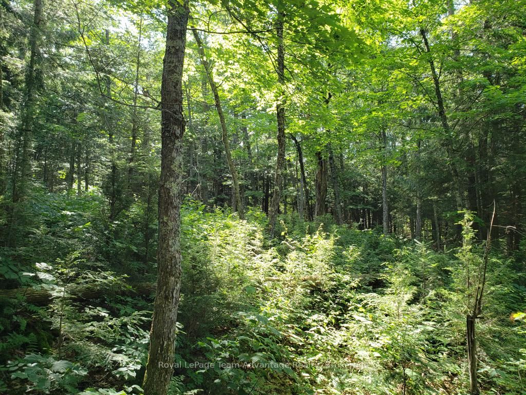0 Unopened Road Allowance Road Property Photo 7