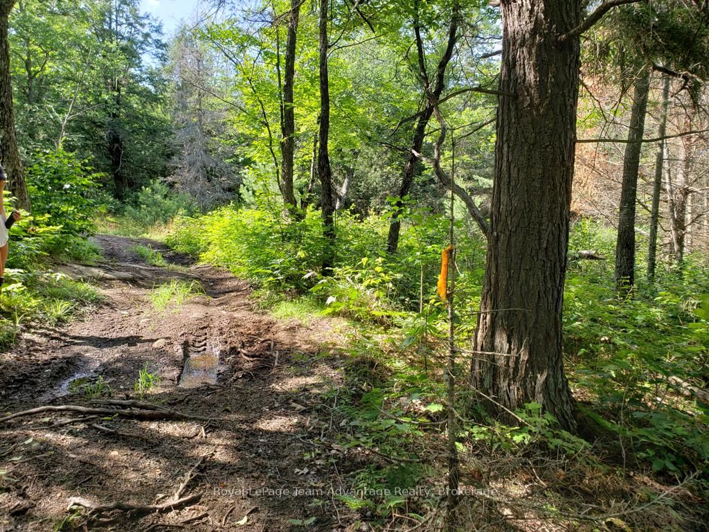 0 Unopened Road Allowance Road Property Photo 8