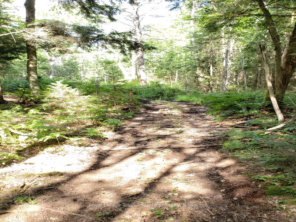0 Unopened Road Allowance Road Property Photo 9