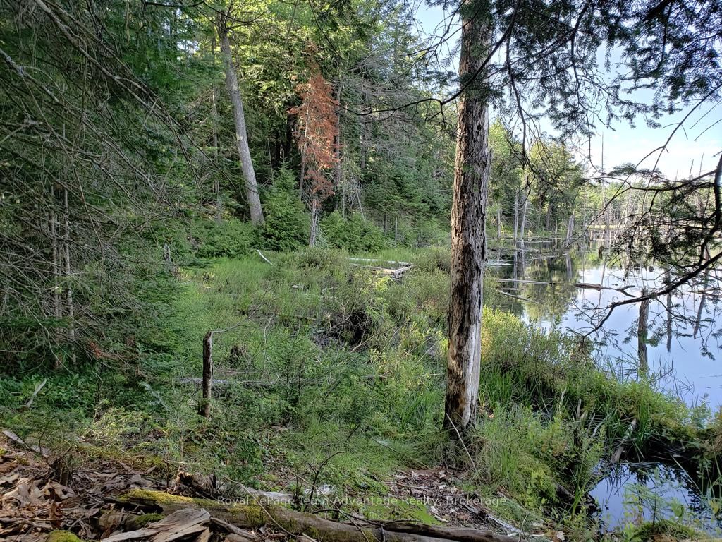 0 Unopened Road Allowance Road Property Photo 10