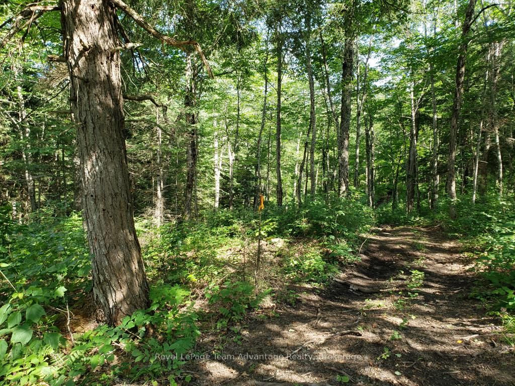 0 Unopened Road Allowance Road Property Photo 11