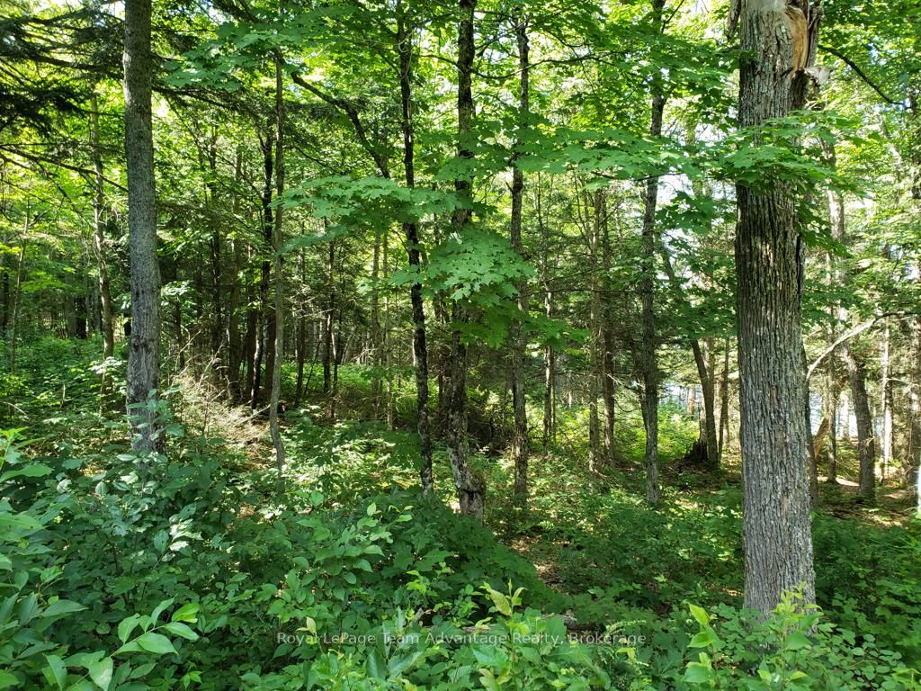 0 Unopened Road Allowance Road Property Photo 12