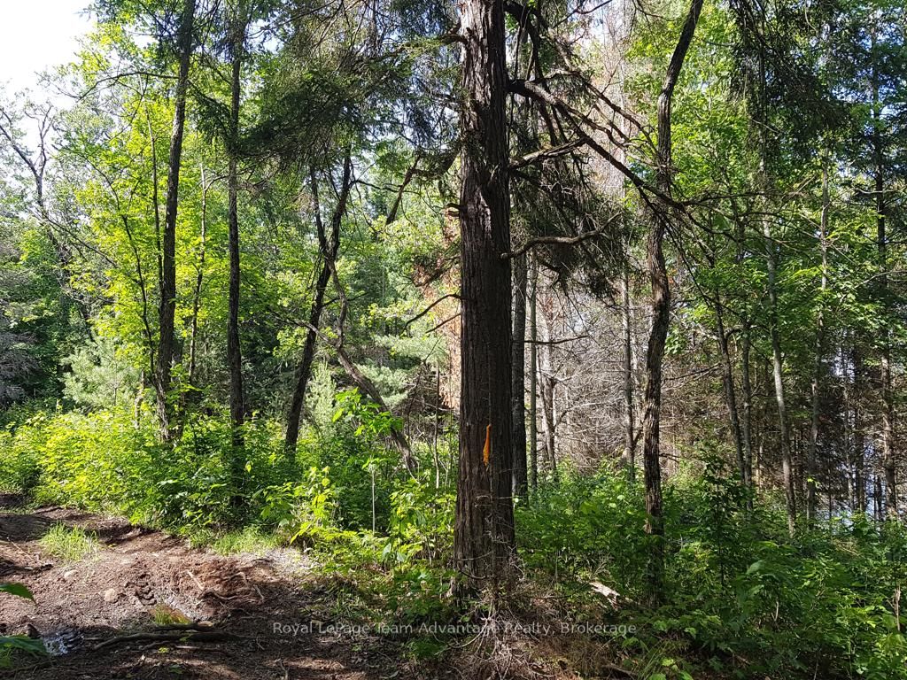 0 Unopened Road Allowance Road Property Photo 13