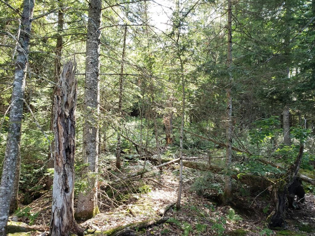 0 Unopened Road Allowance Road Property Photo 14