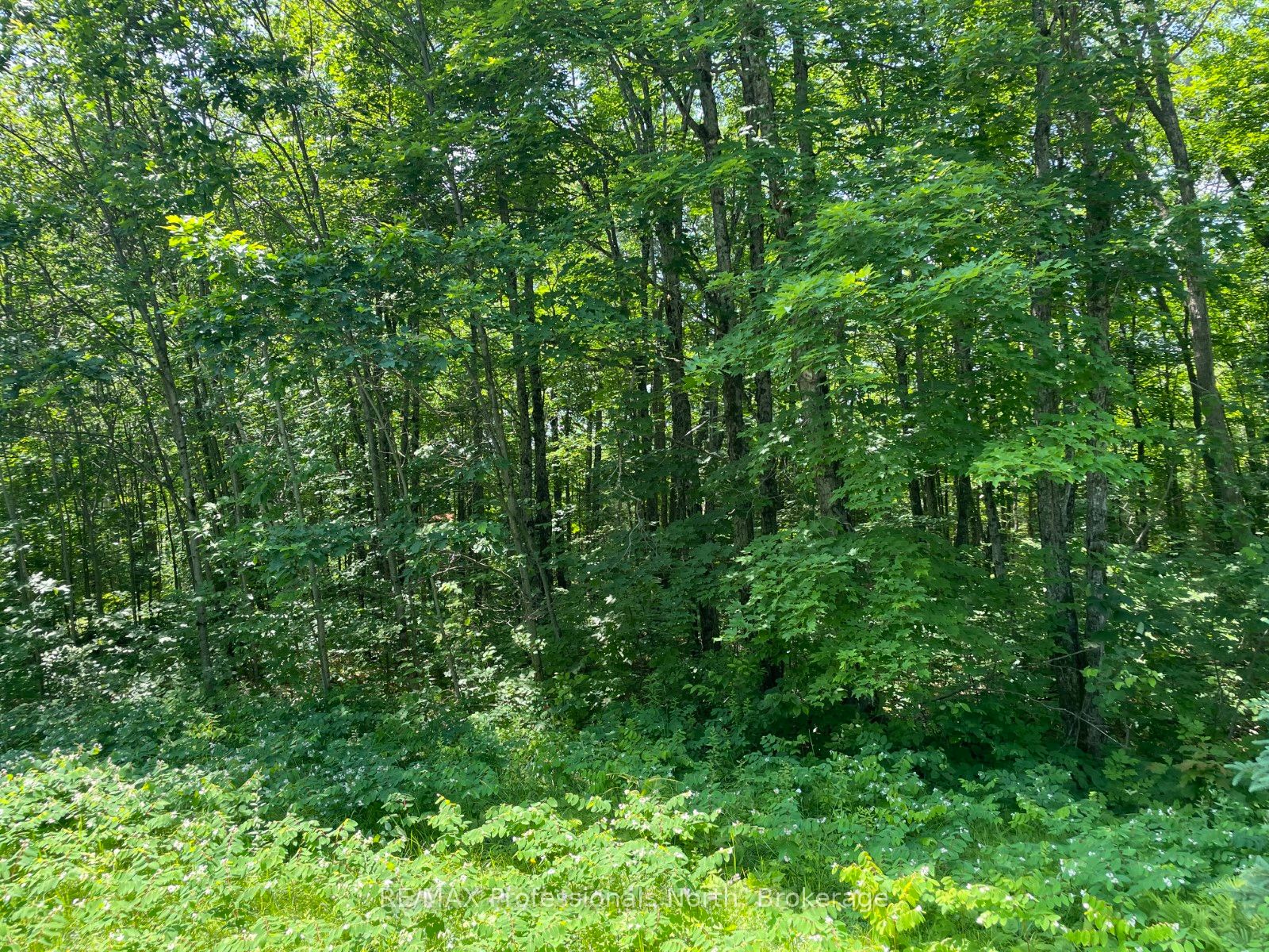0 Glamor Lake Road Property Photo 3