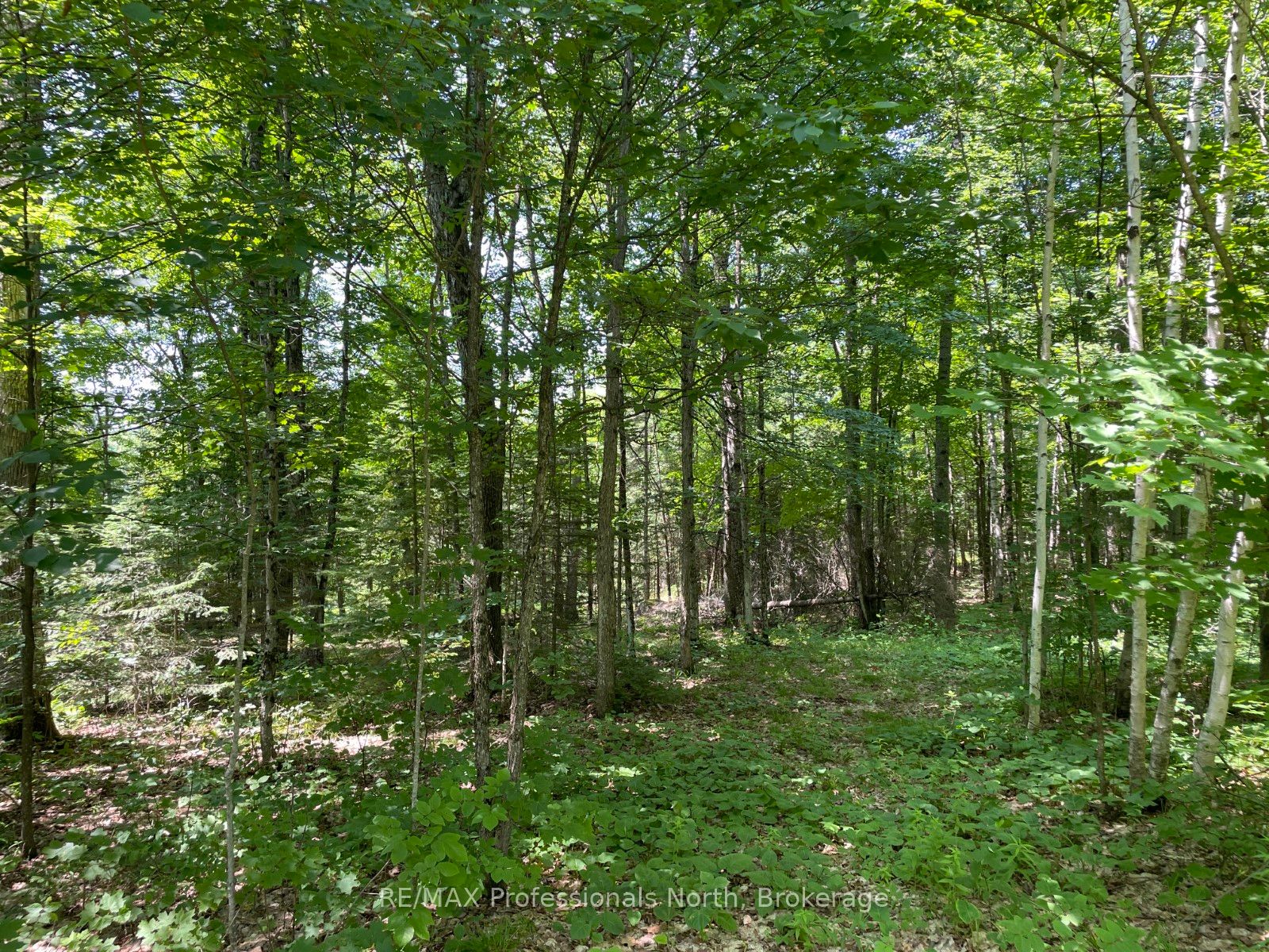 0 Glamor Lake Road Property Photo 6