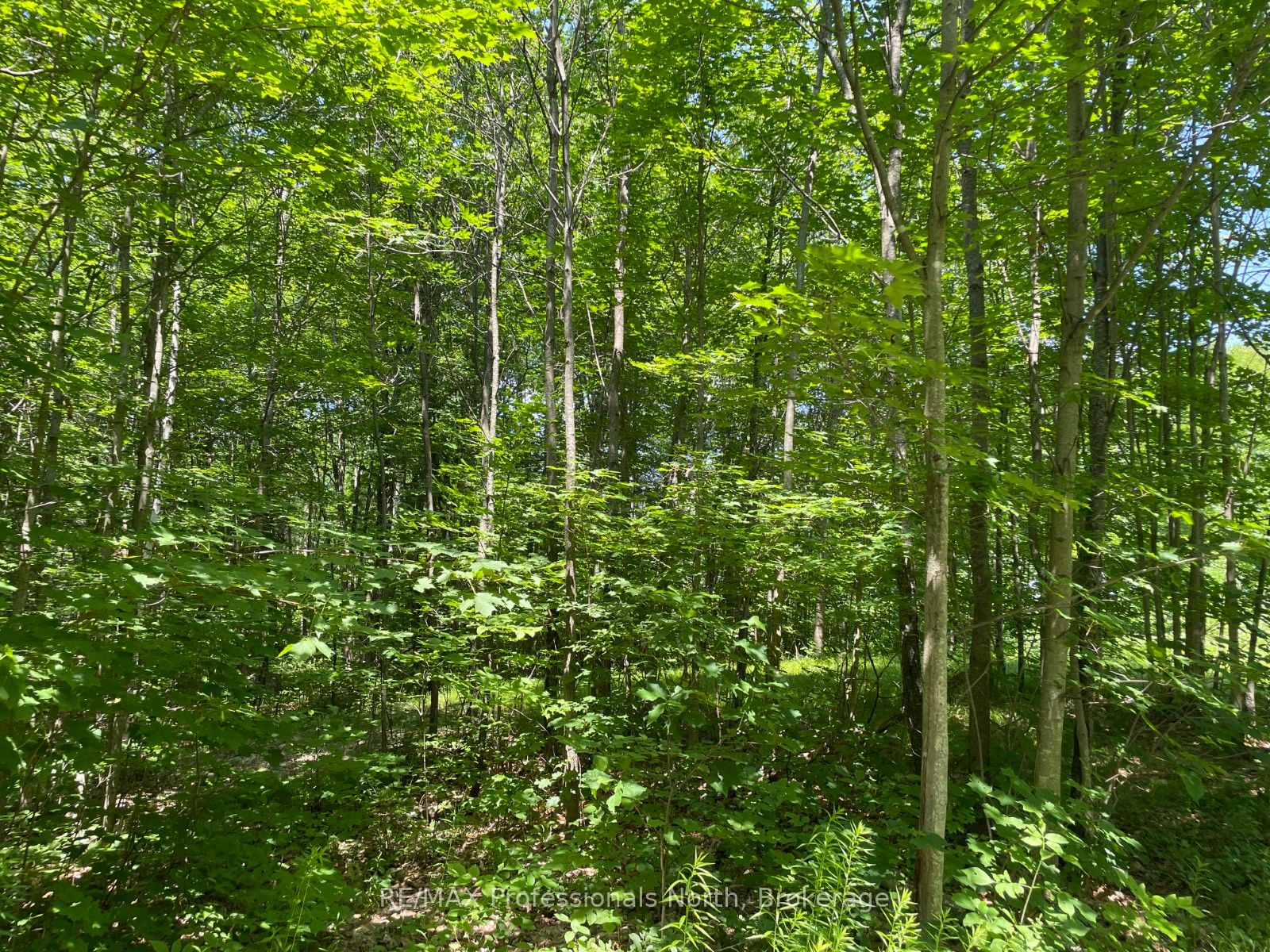 0 Glamor Lake Road Property Photo 8