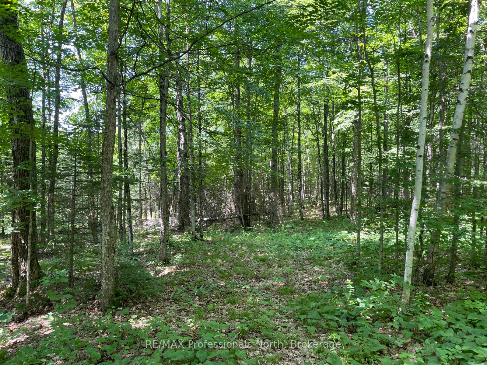 0 Glamor Lake Road Property Photo 9