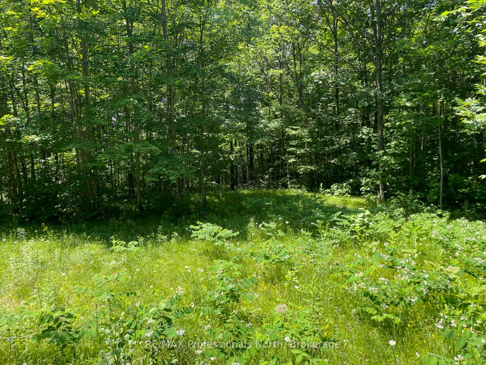 0 Glamor Lake Road Property Photo 10