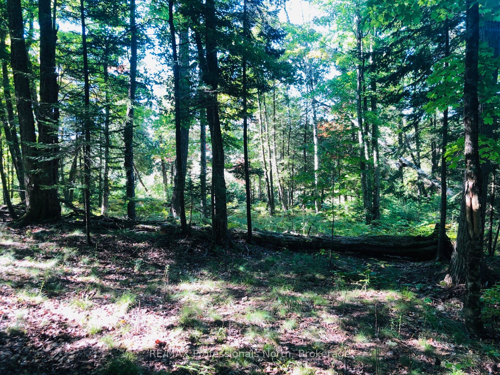 0 Glamor Lake Road Property Photo 12