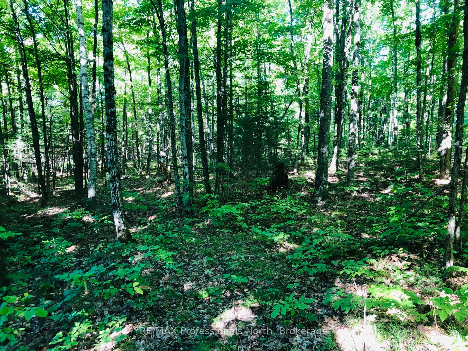 0 Glamor Lake Road Property Photo 16
