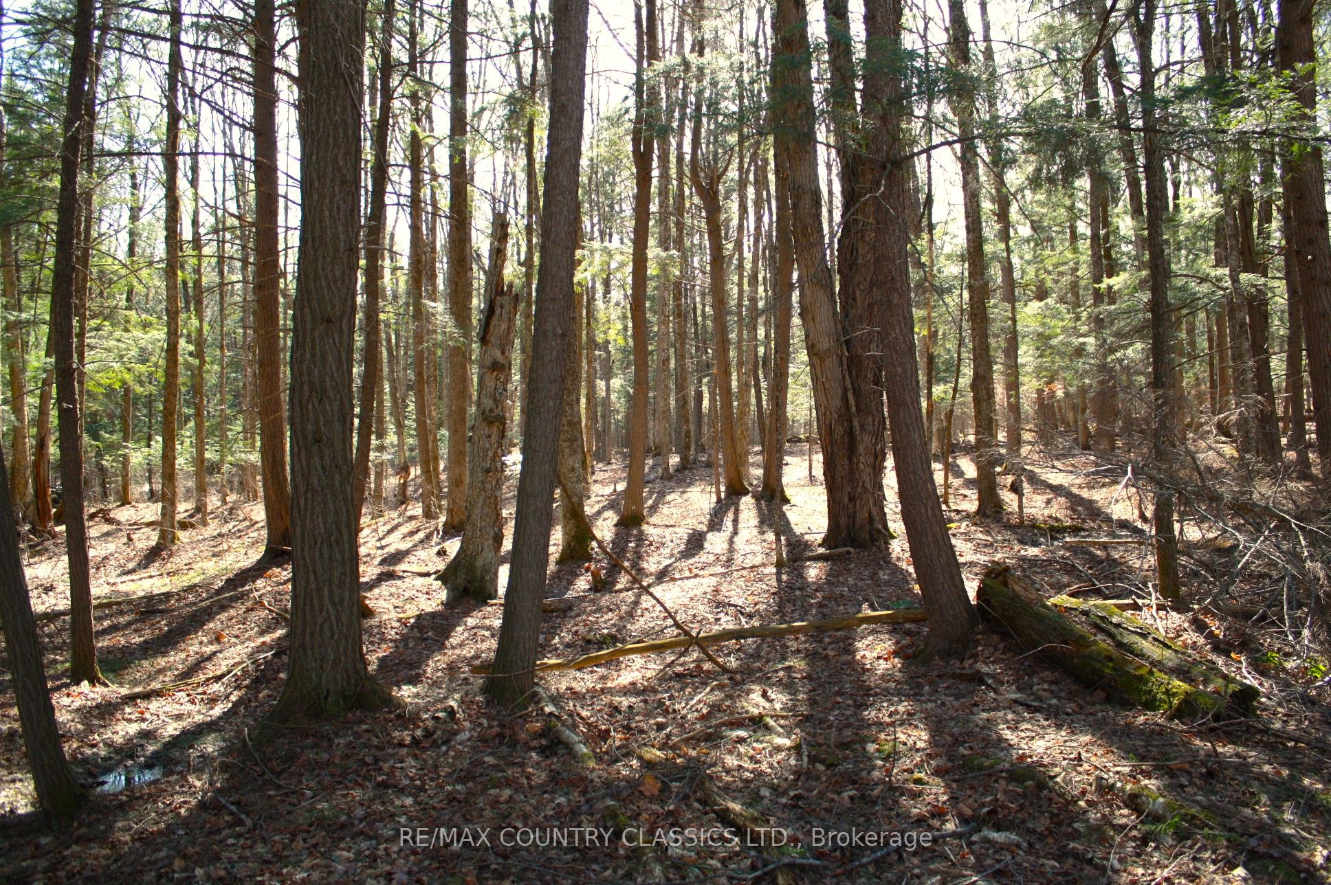 5192 Hwy 620 Property Photo 37