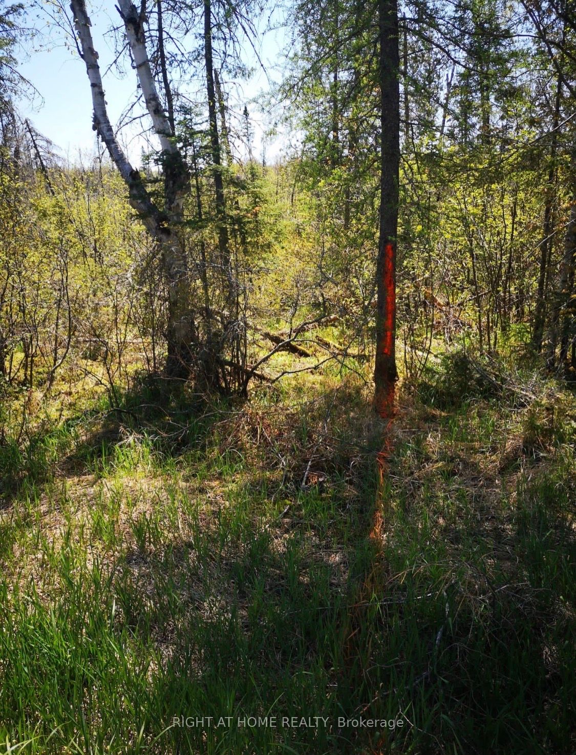 2263 Machar Strong Boundry Road Property Photo 5