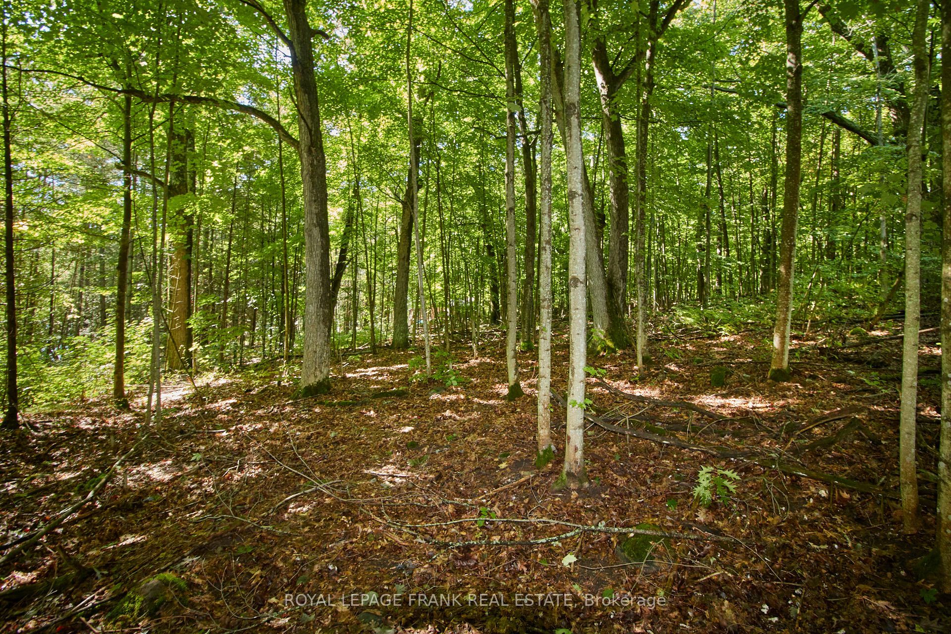 2a Whites Island Property Photo 32