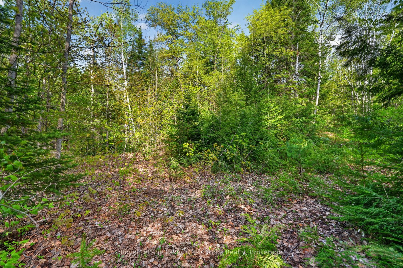 0 Echo Ridge Road Property Photo 19