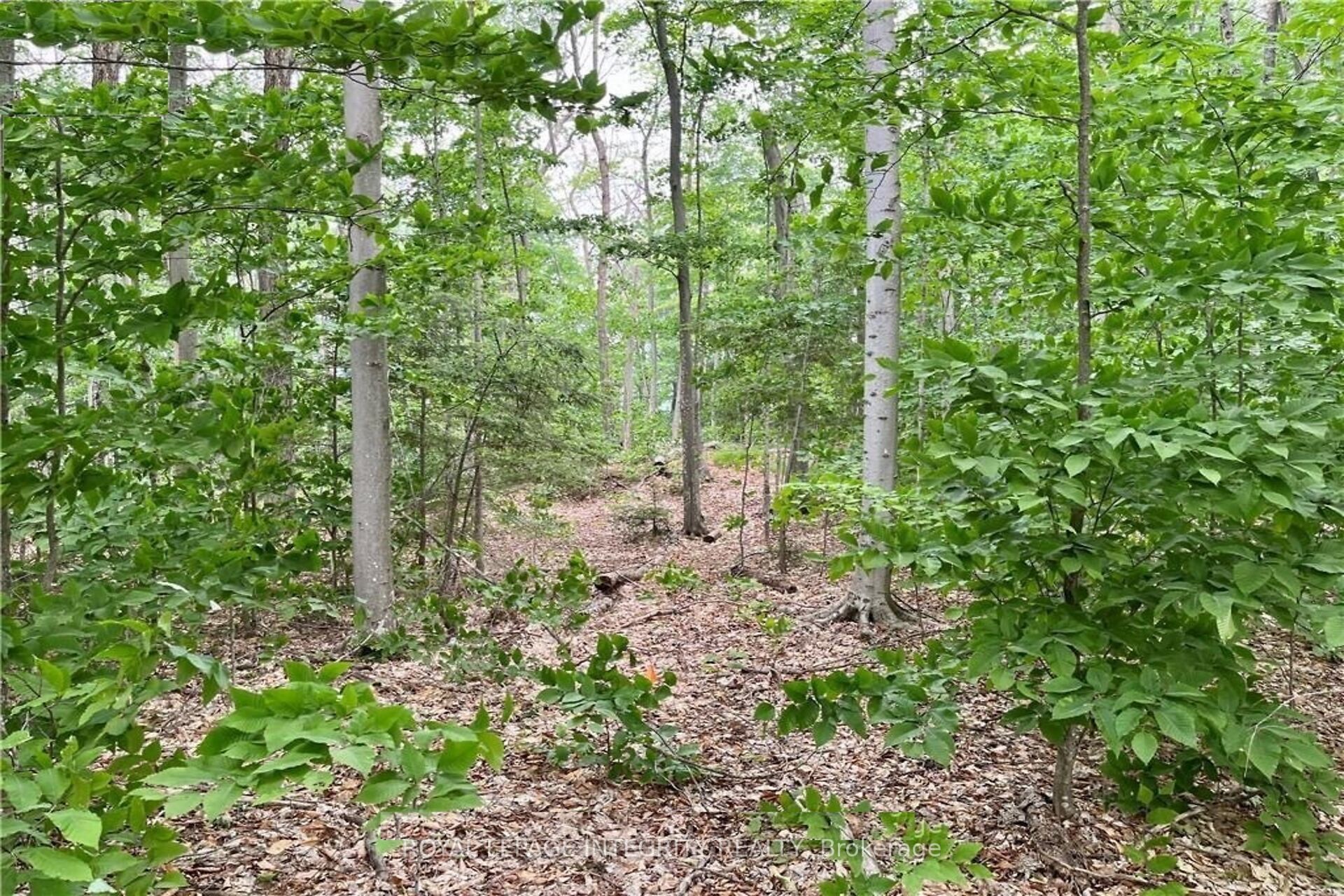 131 Shady Maple Road Property Photo 25