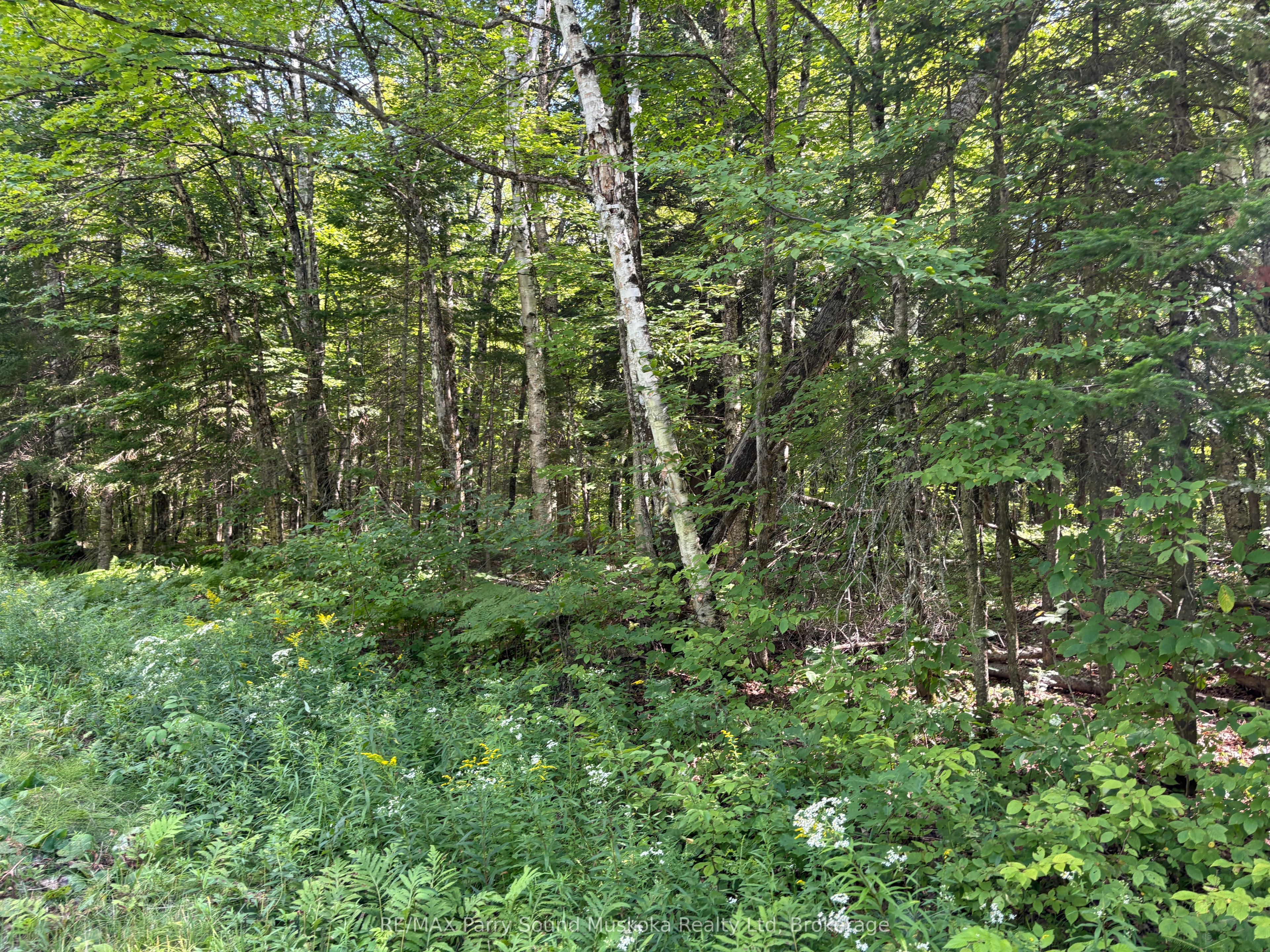 0 Ahmic Lake Road Property Photo 10