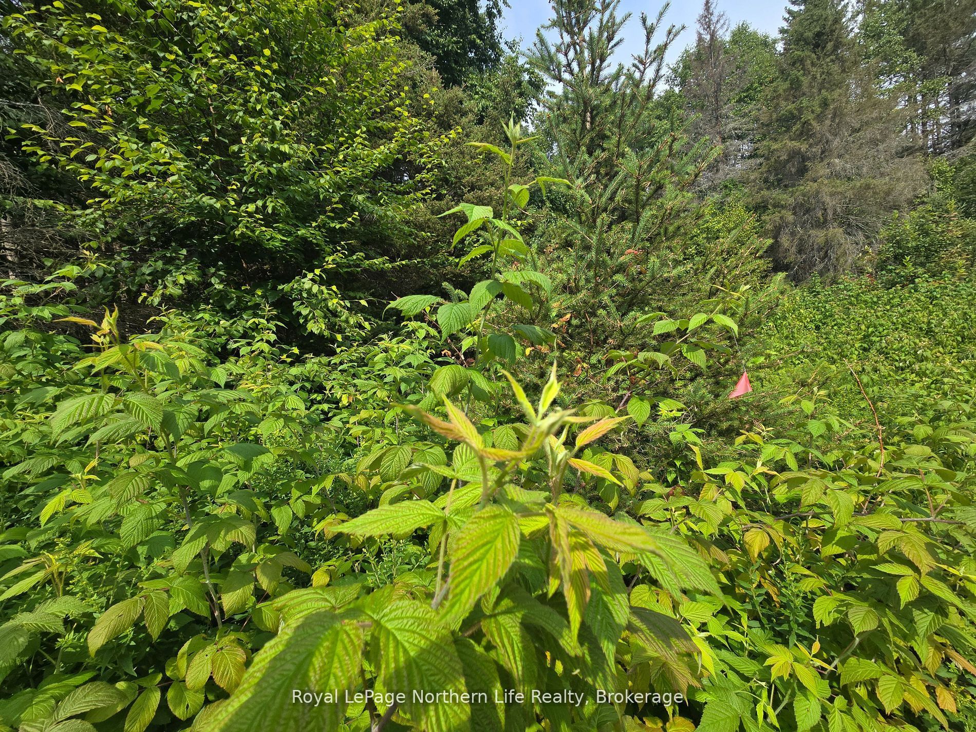 680 Mount Pleasant Road Property Photo 19