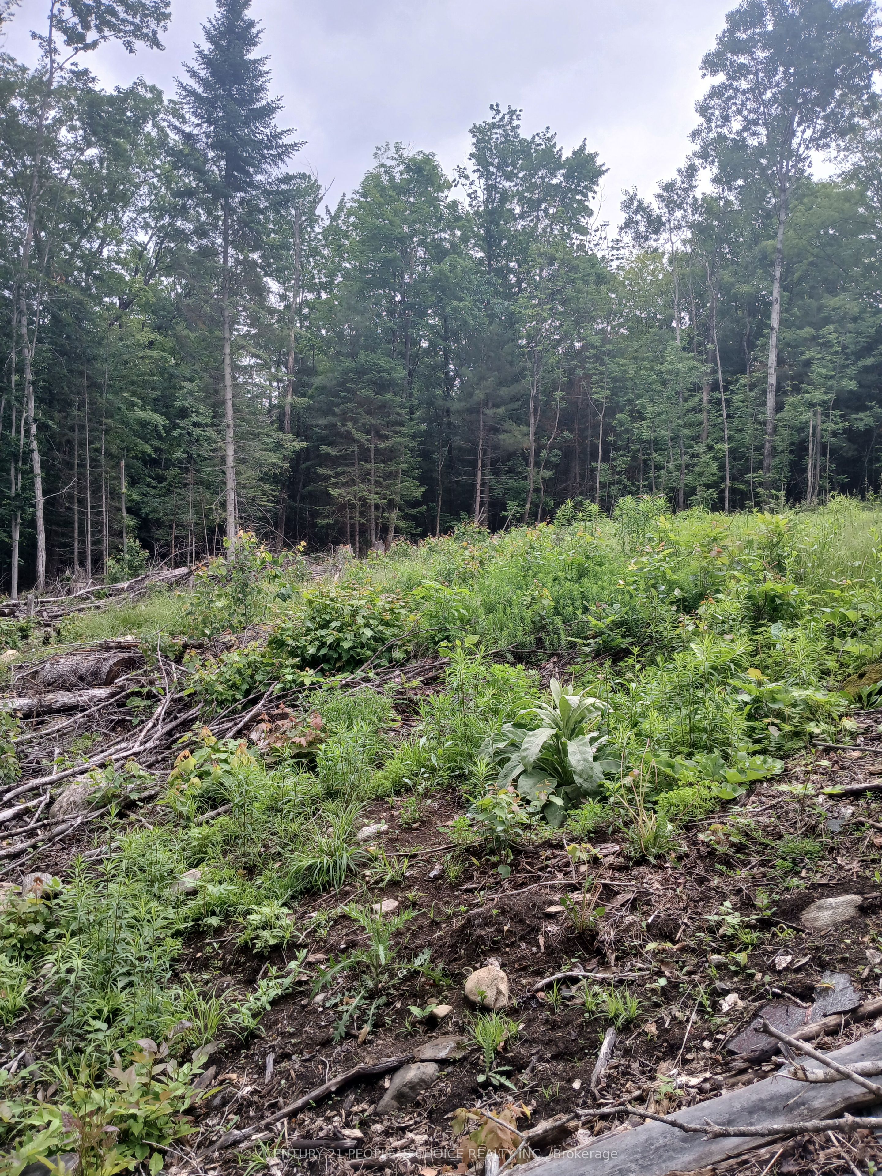 1005 Porkys Road Property Photo 15