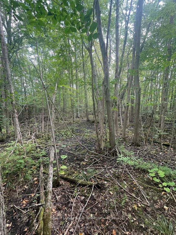 00 Adams-cummings Road Property Photo 5