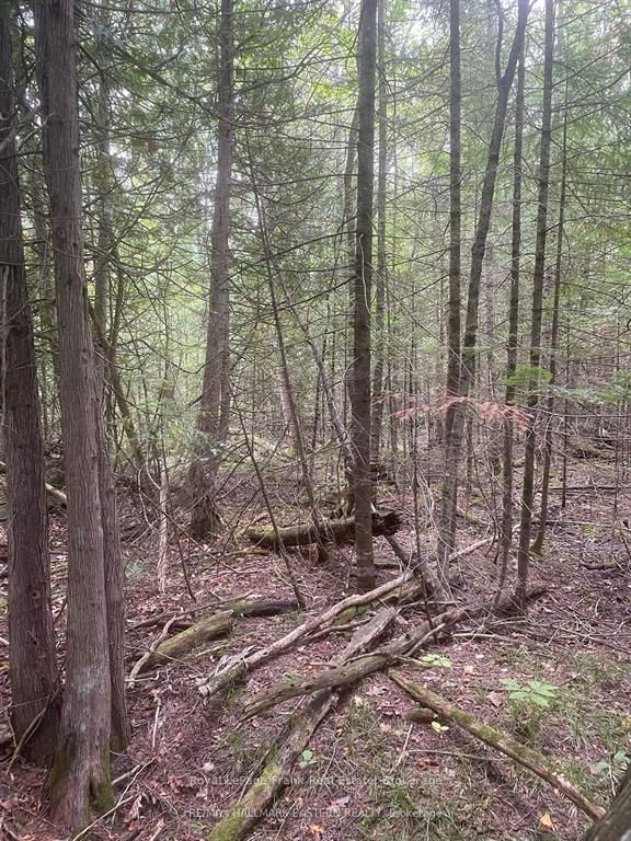 00 Adams-cummings Road Property Photo 11