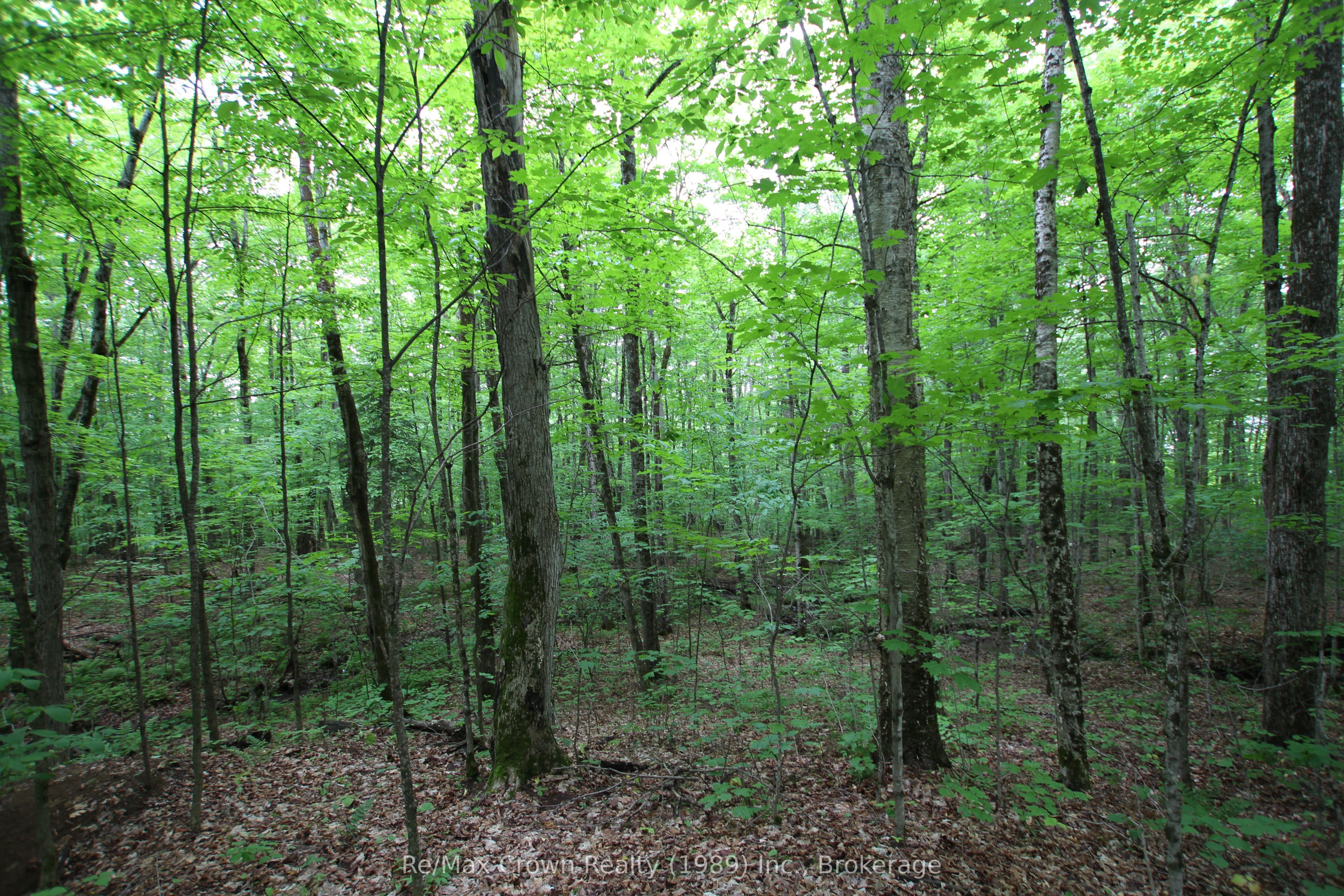 0 Limberlost Point Road Property Photo 15