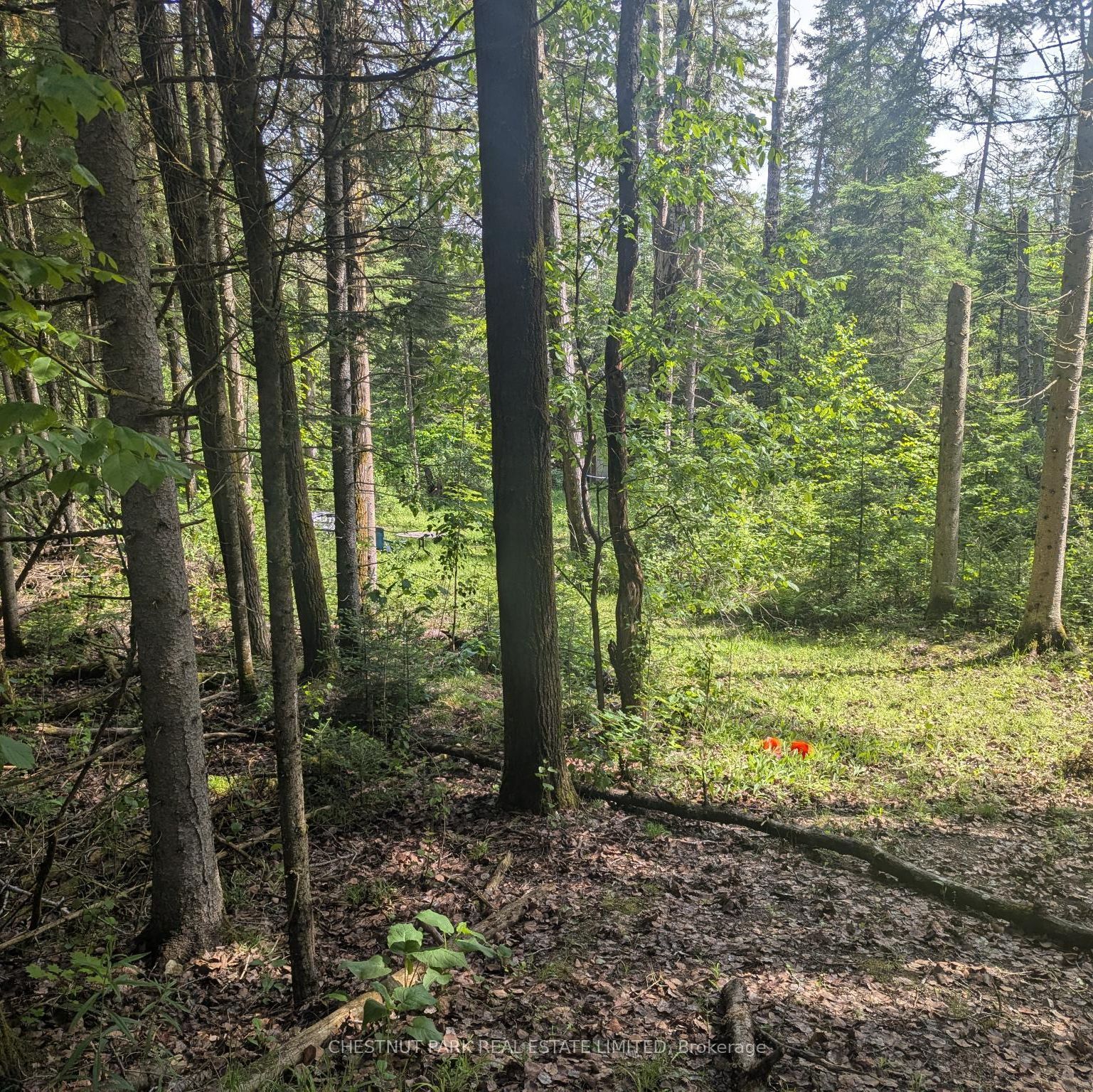 0 Highway 503 Highway Property Photo 1
