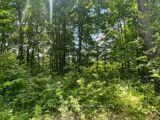 0 Balsam Lake Drive Property Photo 13