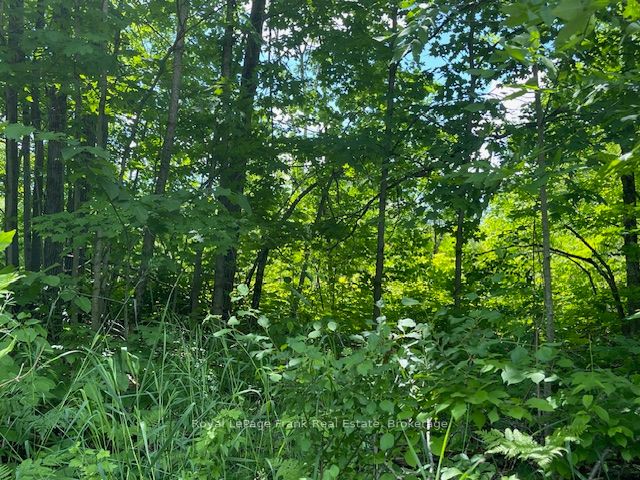 0 Balsam Lake Drive Property Photo 14