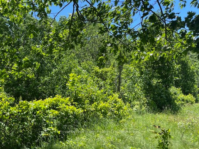 0 Balsam Lake Drive Property Photo 16