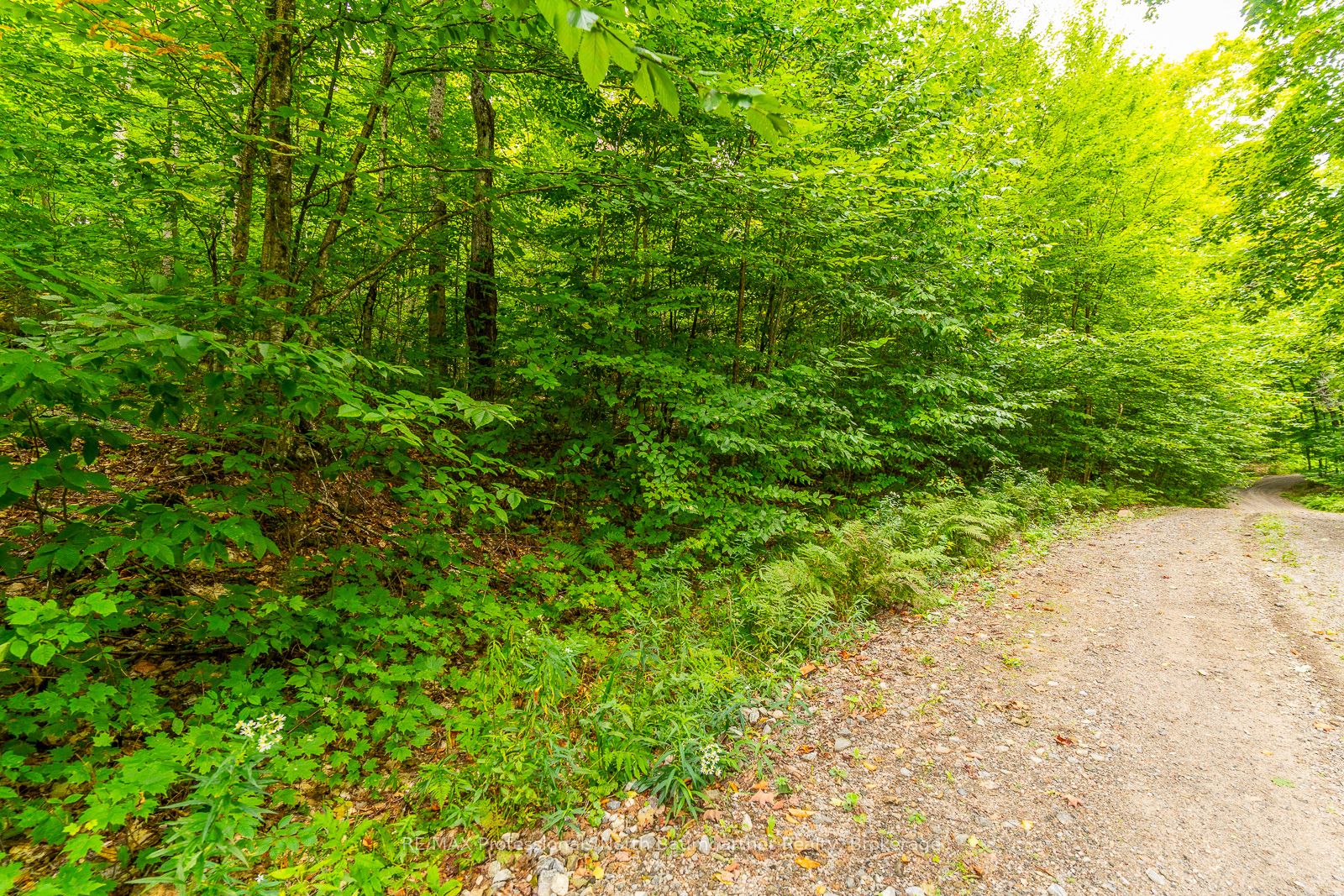 0 Adeline Trail Property Photo 9