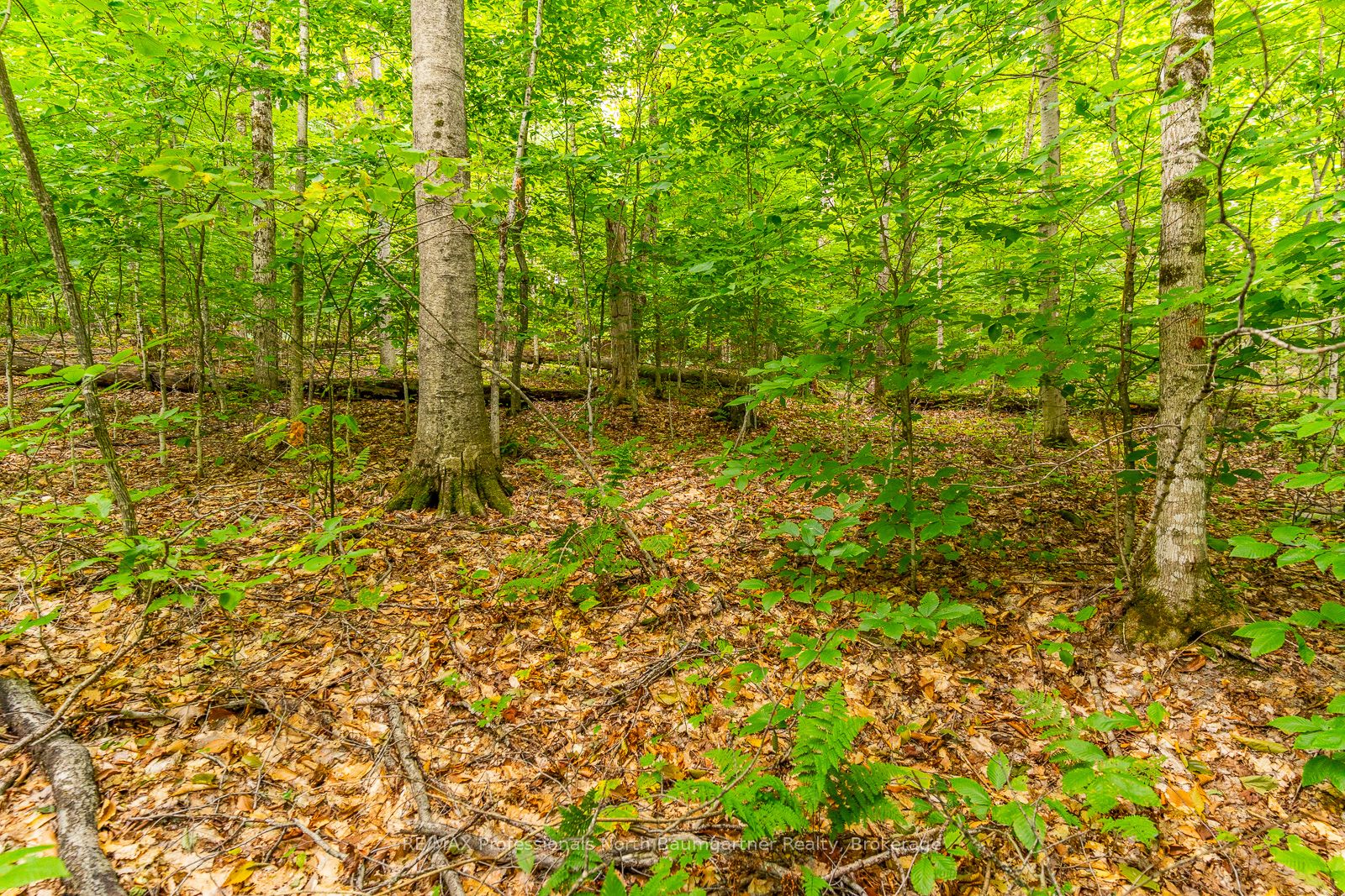 0 Adeline Trail Property Photo 10