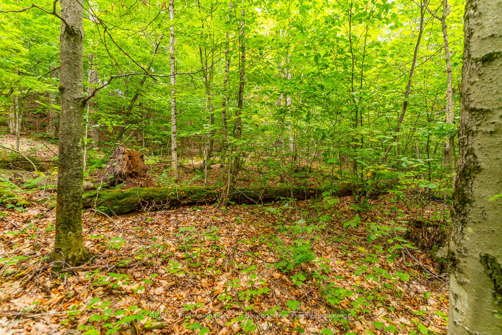 0 Adeline Trail Property Photo 11