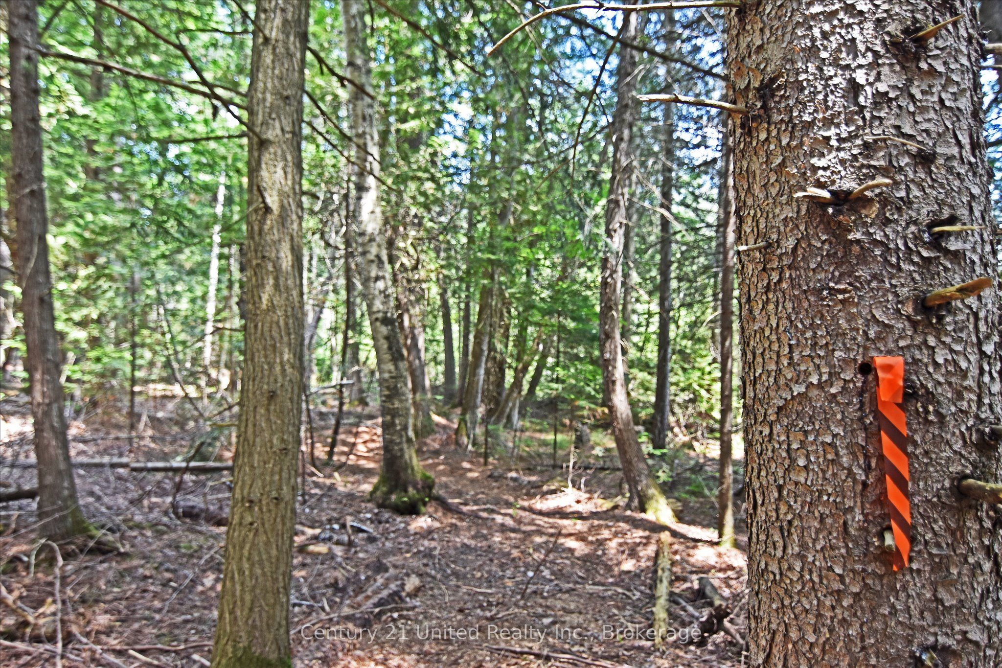 707 S Dummer 8th Line Road Property Photo 12