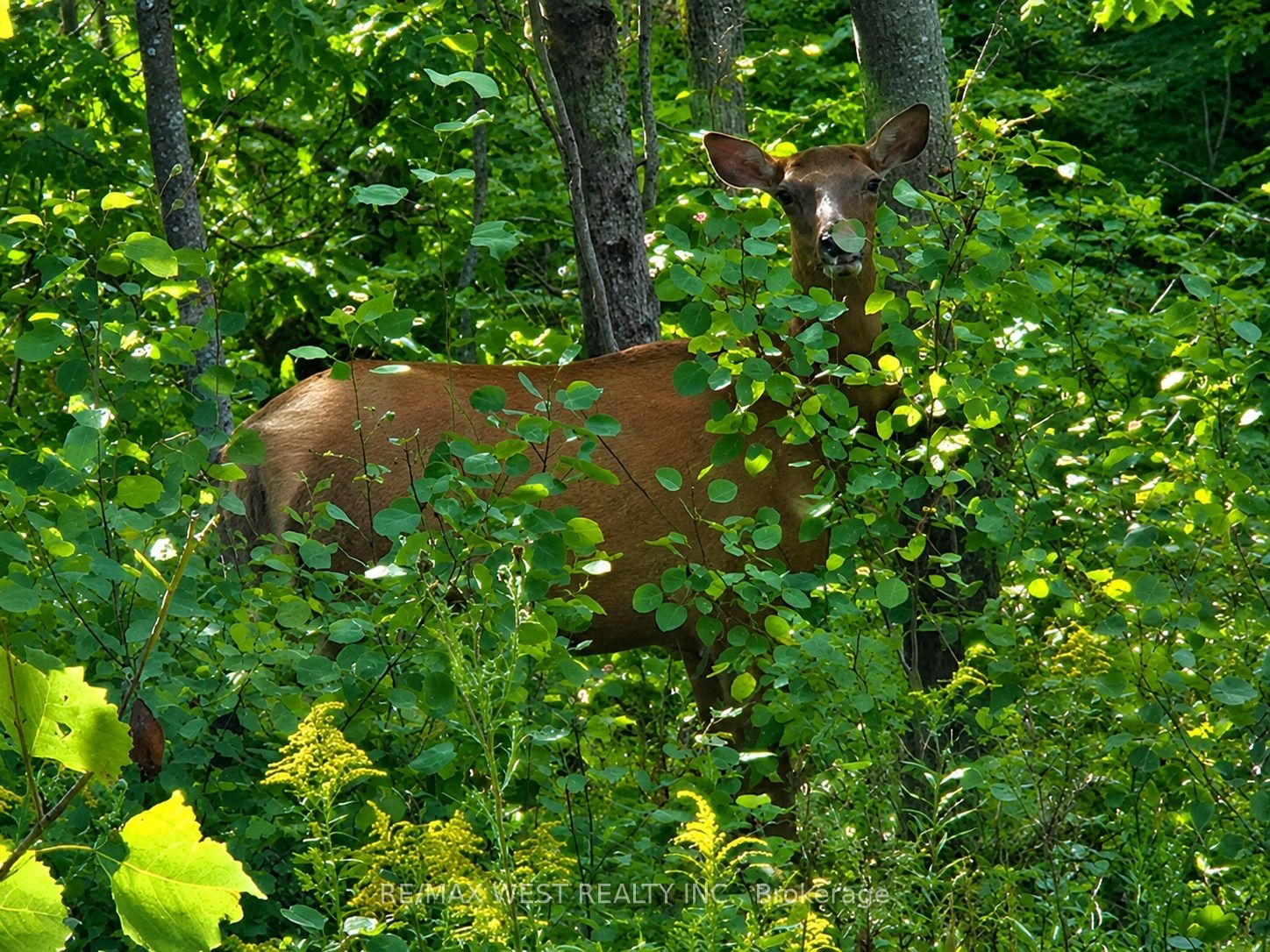 507 Black River Road Property Photo 8