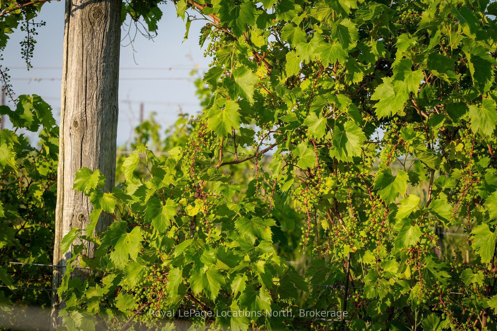357065 The Blue Mountains Meaford Townline Road Property Photo 5