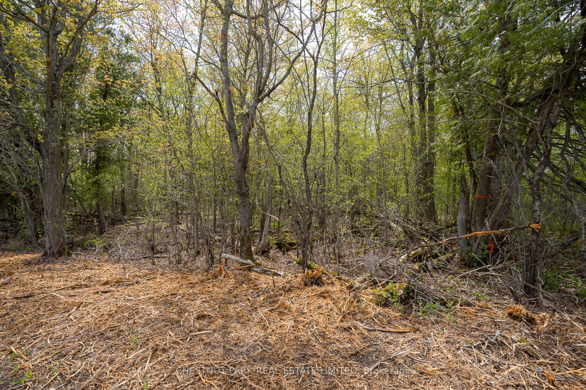 206 Simpson Road Property Photo 21