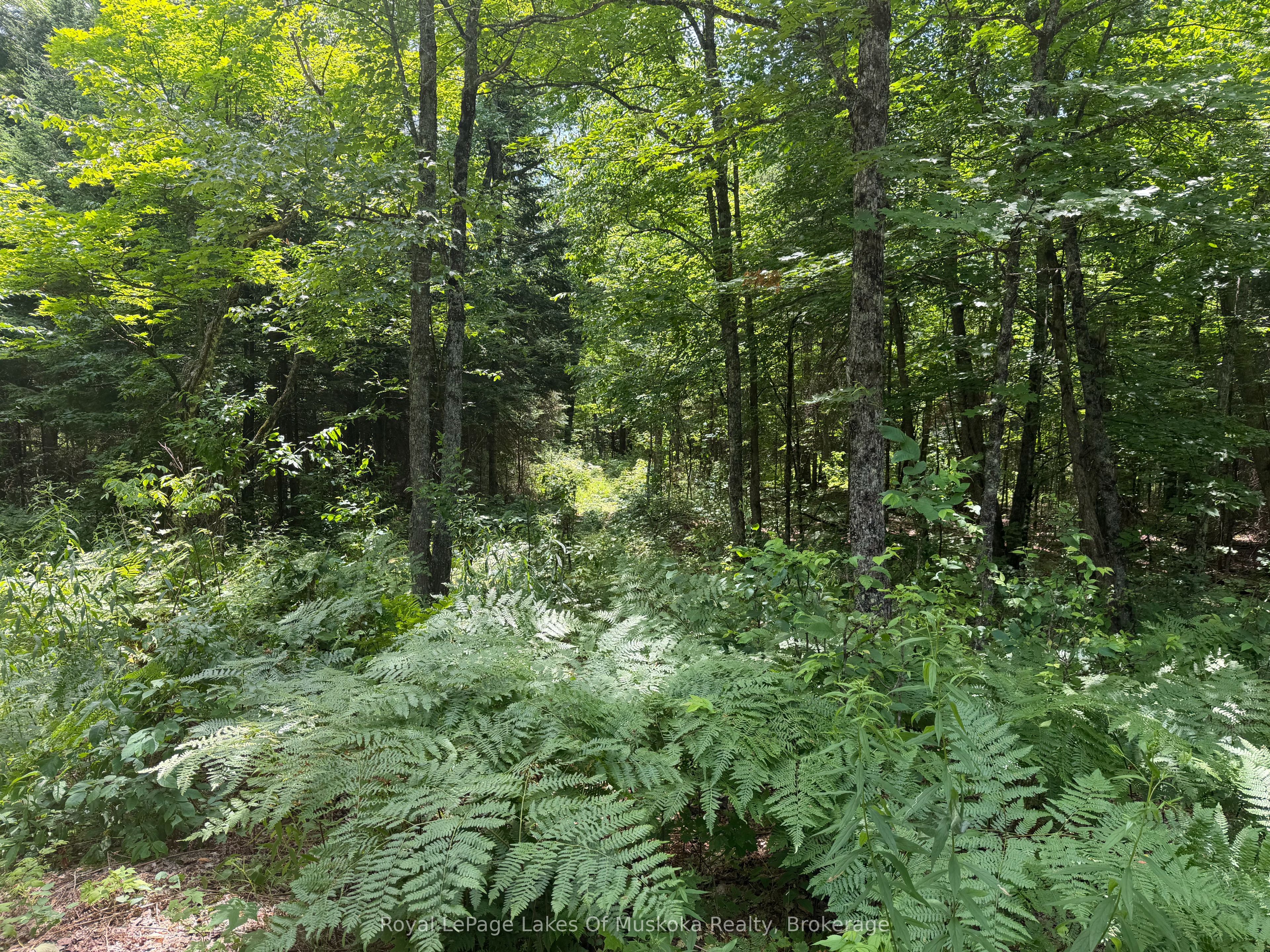 0 Axe Lake Road Property Photo 3