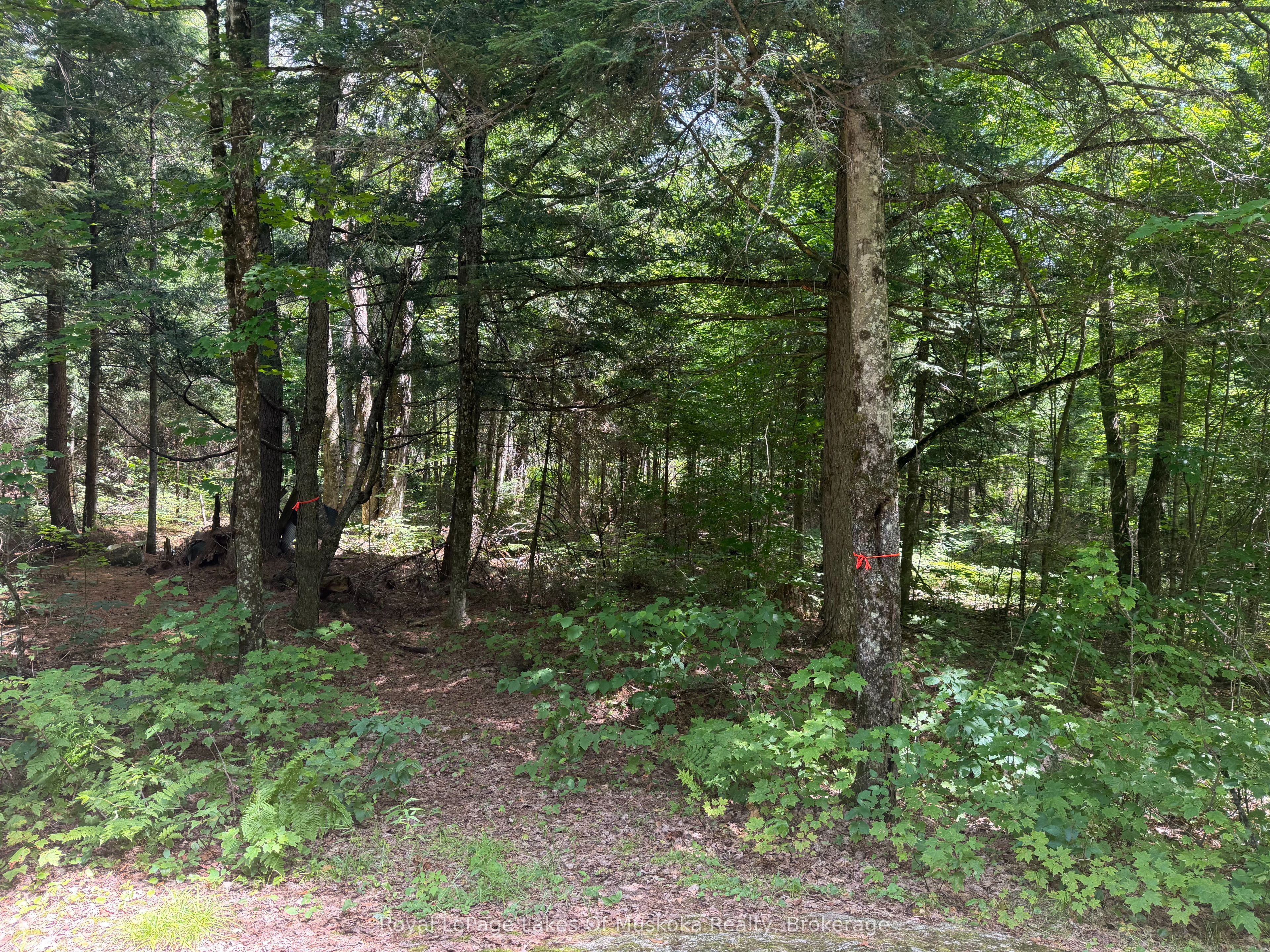 0 Axe Lake Road Property Photo 4