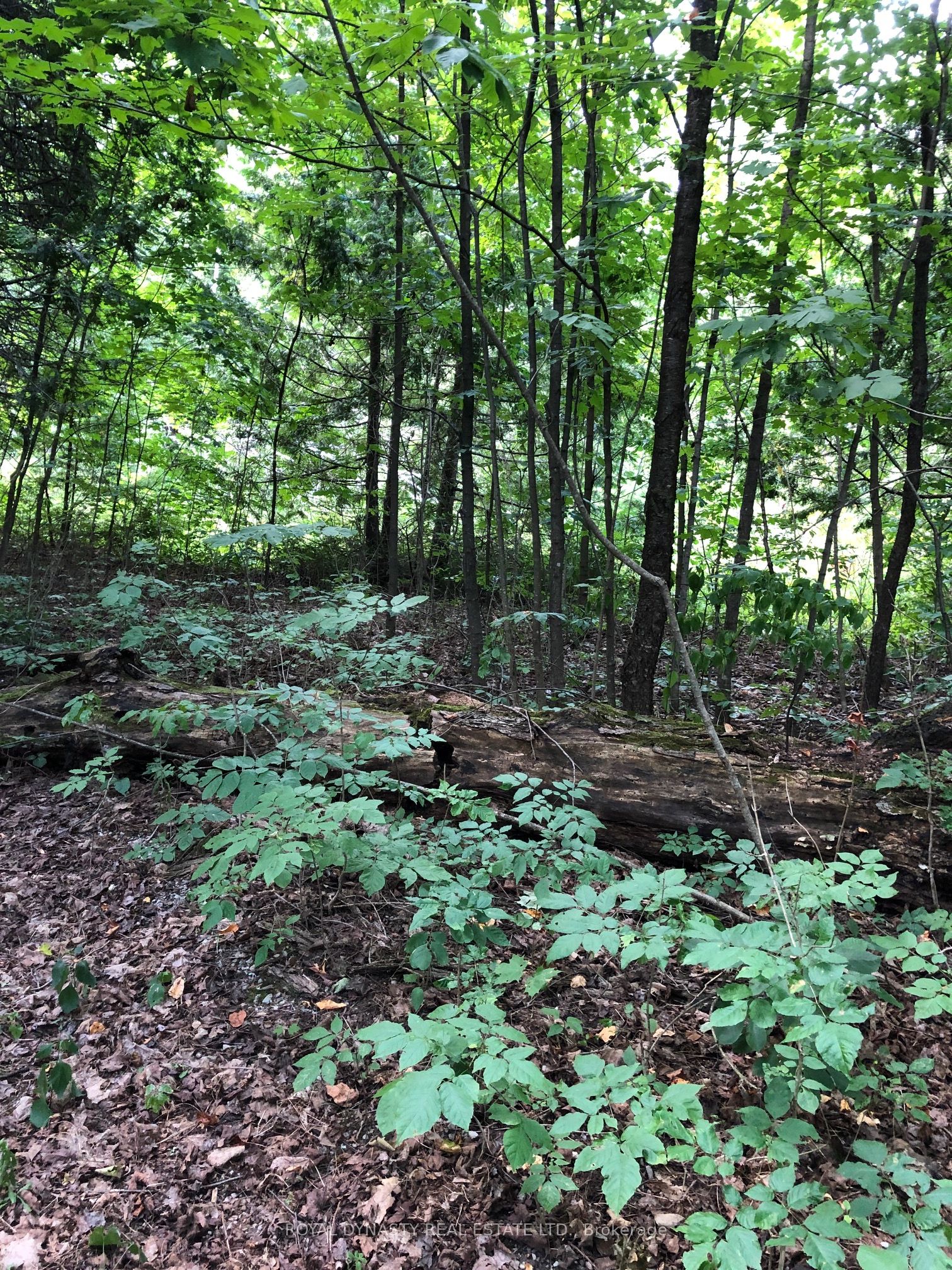 509 Sawmill Road Property Photo 15