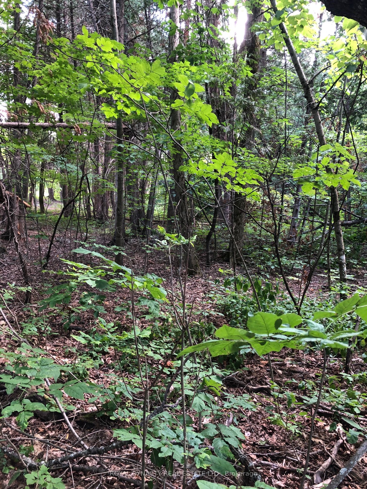 509 Sawmill Road Property Photo 16